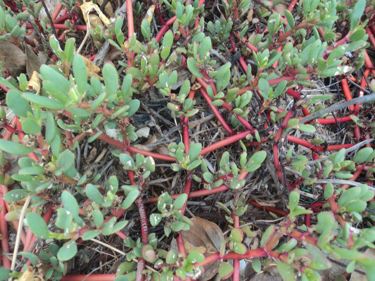 Sesuvium portulacastrum (L.) L.